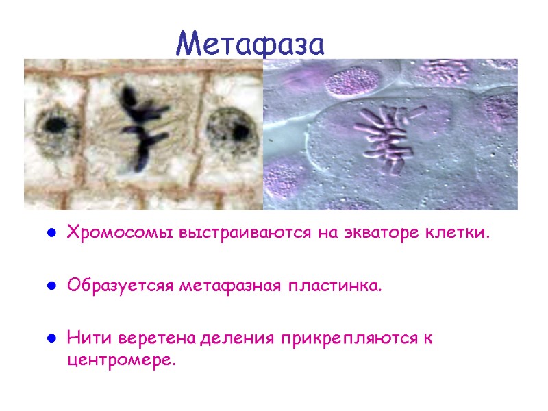 Метафаза Хромосомы выстраиваются на экваторе клетки.  Образуетсяя метафазная пластинка.   Нити веретена